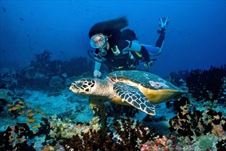 Diver looking at close-up swimming next to hawksbill sea turtle