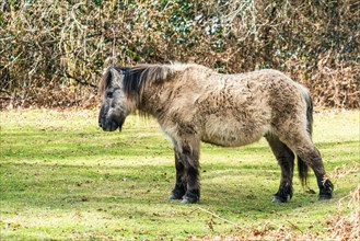 Wild horse from Dartmoor Park