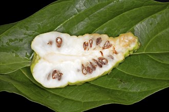 A halved fruit of the noni tree