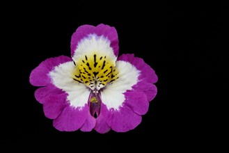 Flower of a Schizanthus