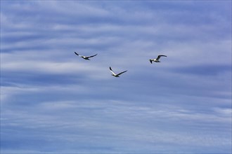 Three northern gannet