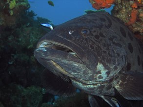 Close-up of potato grouper