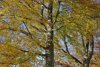 Tree tops with autumn leaves