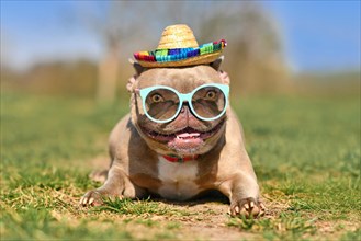 Funny cool French Bulldog dog wearing blue sunglasses and Mexican straw hat in summer on hot day
