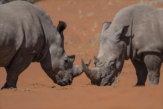 2 white rhinoceroses