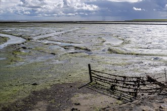 Mudflat landscape at low tide