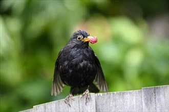 Blackbird