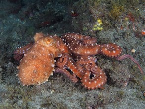 White spotted octopus