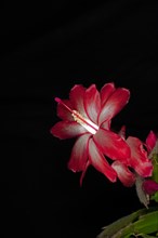 Red flower of a Schlumbergera from the cactus family
