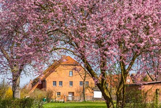 Historic brick house and flowering trees japanese cherry