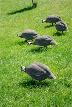 Gray dotted turkeys walk outdoors in garden
