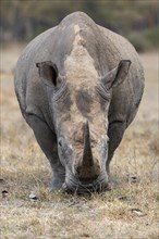 White rhinoceros