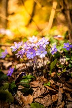Purple forest flowers in sunlight in spring