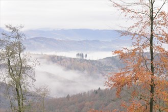 View over autumnal mixed forest and mountain heights as fog rolls in