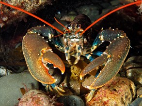 Portrait of common lobster