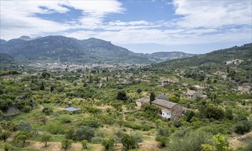 View of olive groves and fincas