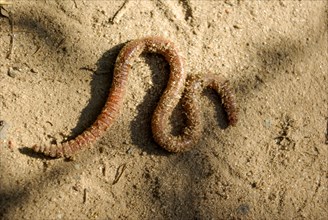 Worm in sand crawls