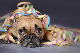 Cute brown French Bulldog dog lying on ground covered with colorful party paper blow out streamers