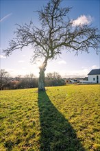 Bare tree on green meadow with sun star