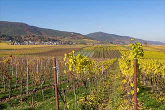 View over colourful vineyards in autumn