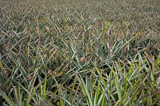 Pineapple plantation with ripe fruit