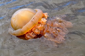 Stranded barrel jellyfish