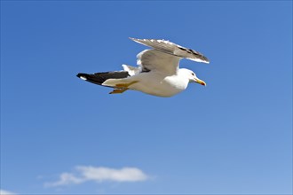 European herring gull