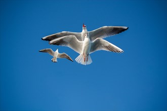 Pair of seagulls flying in blue a sky background