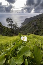 Flowering arum lily