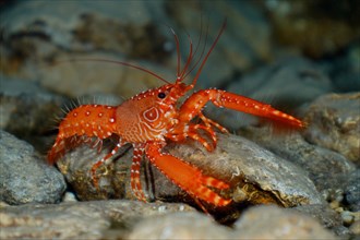 Red Atlantic reef lobster