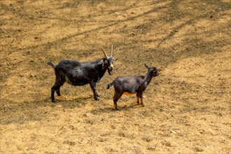 Young goats walking on the soil background