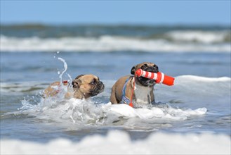 Two fawn French Bulldog on holidays dogs playing fetch with a maritime dog toy among waves in the ocean