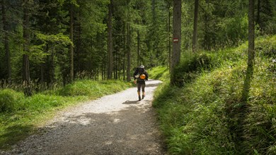 Return from the mountain trail through the forest. Dolomites