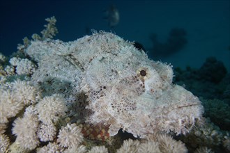 Well camouflaged false stonefish