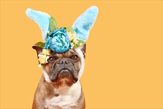 Fawn French Bulldog dog wearing Easter bunny costume ears headband with rose flowers on yellow background with copy space