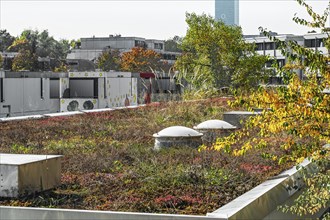 Green flat roof in the former Olympic Village