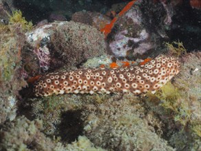 Spotted sea cucumber