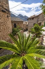 Palm tree in a small alley with typical stone houses