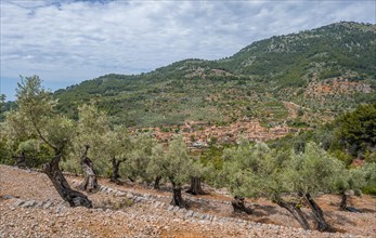 Olive trees in terraced cultivation