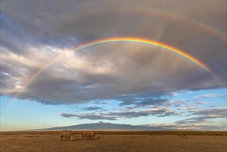 White rhinoceros