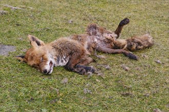 Dead red fox