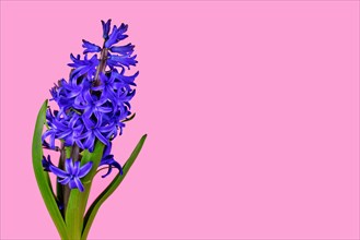 Blue Hyacinth spring flower on side of pink background with copy space