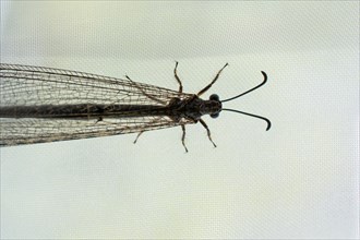 Fly resting on window curtain
