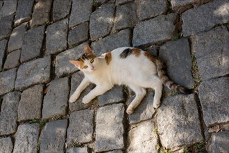 Stray cat seen in the street of the city