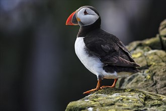 Solitary Puffin