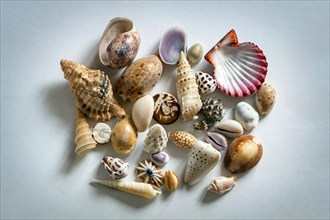 Shells of mussels and snails collected on the beach
