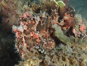 Brown Giant Frogfish