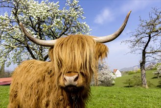 Scottish Highland cattle in a pasture