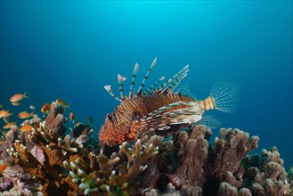 An common lionfish