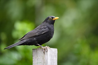 Blackbird
